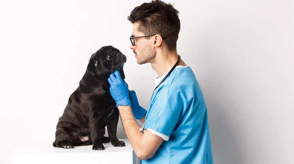 Unleashing Success A Comprehensive Guide on Opening a Pet Clinic in Dubai